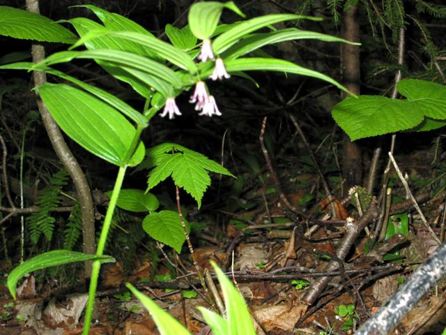 Rose clasping twisted stalk.JPG
